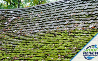 How to Prevent Moss on Roof Shingles