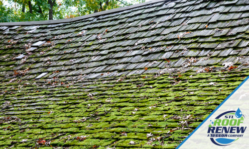 How to Prevent Moss on Roof Shingles